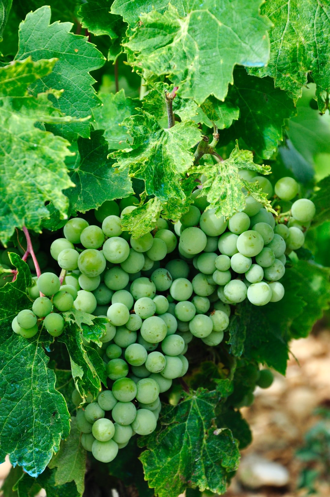 green grapes